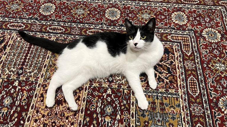 1.5yrs cat for a good home