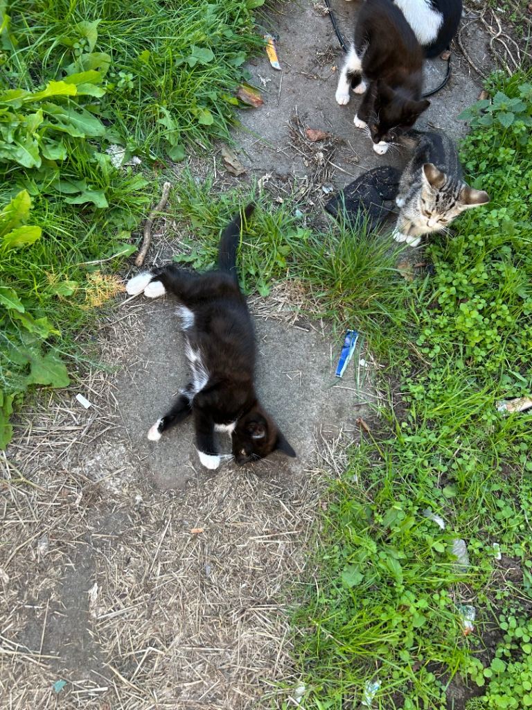 > 3 Month Old kittens for sale