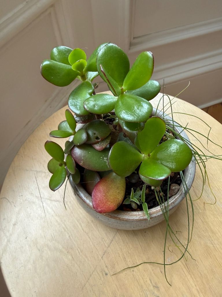 Houseplant succulents in ceramic planter with drainage holes