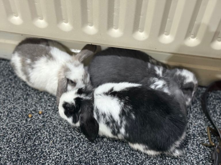 MINI LION LOP RABBITS