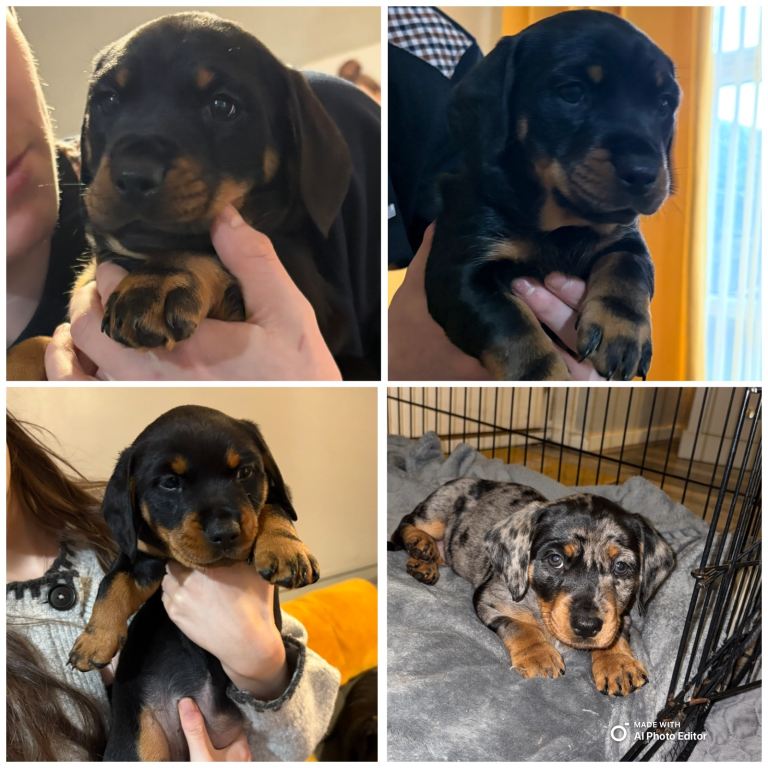 Dachsweiler puppies for sale £500 only 3 girls left 