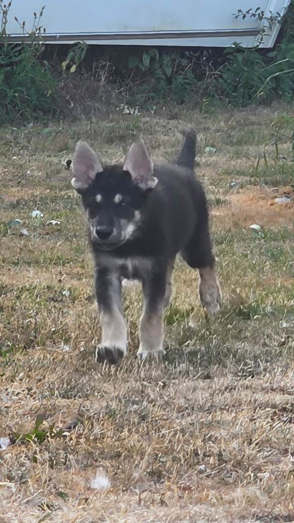 Tamaskan Puppies