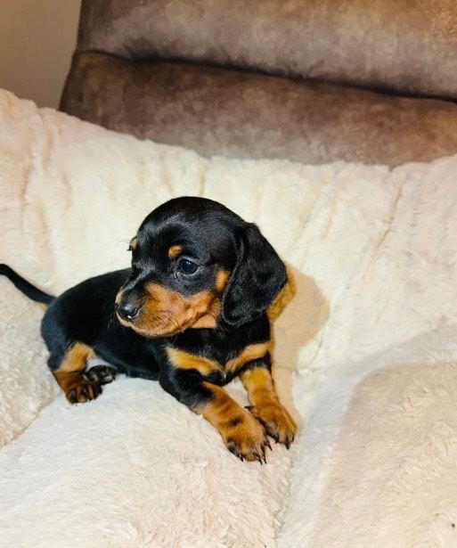 Miniature dachshund puppies Ready to leave 🏡💕