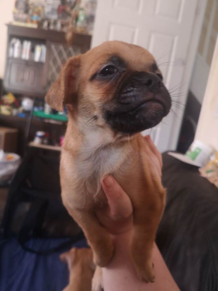 2 male puppies