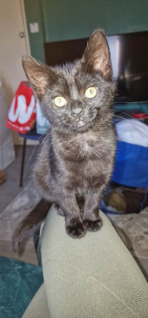 Black female kitten 