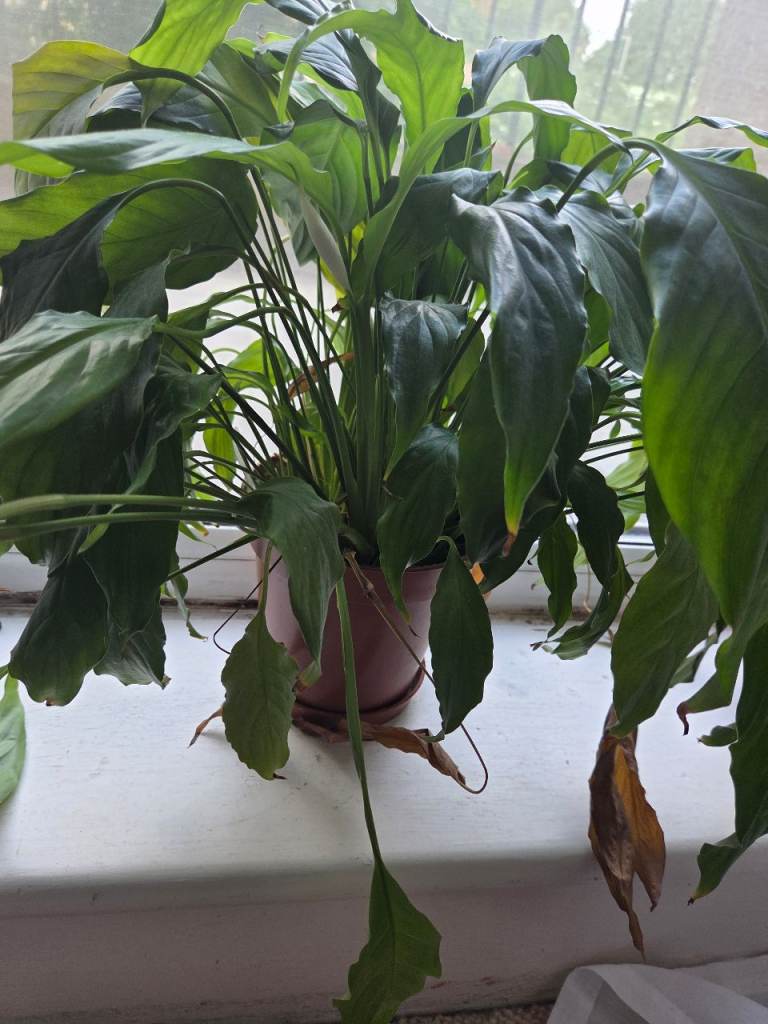 Peace Lily