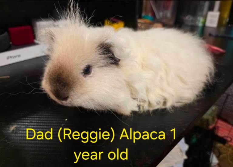  1 adult male alpaca black point guinea pig 