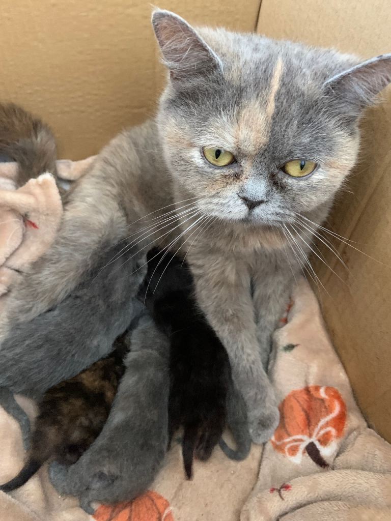Beautiful exotic x British shorthair kittens 