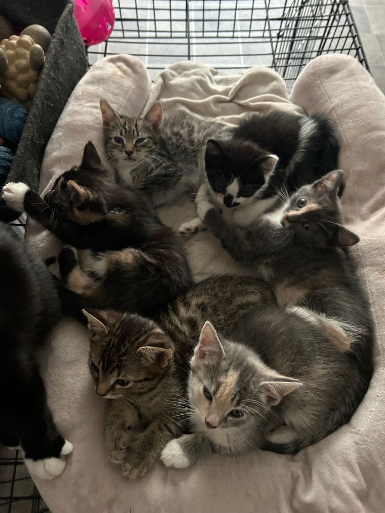 Kittens for sale 