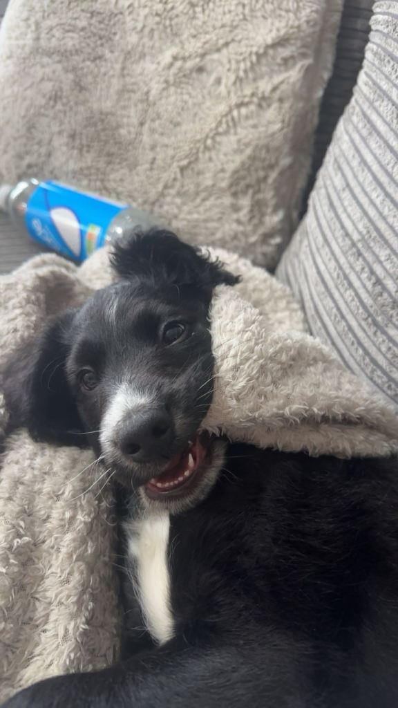 Male cocker cross retriever puppy 