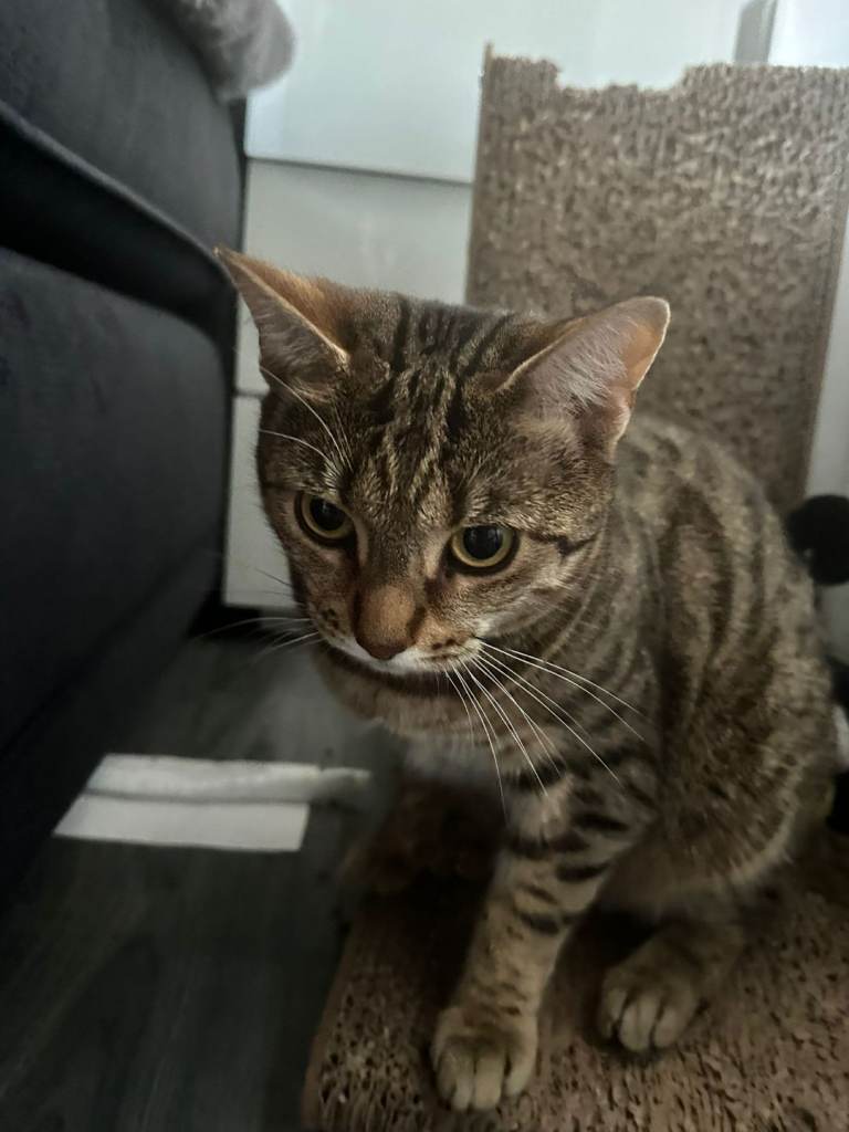 15 months old bengal female 