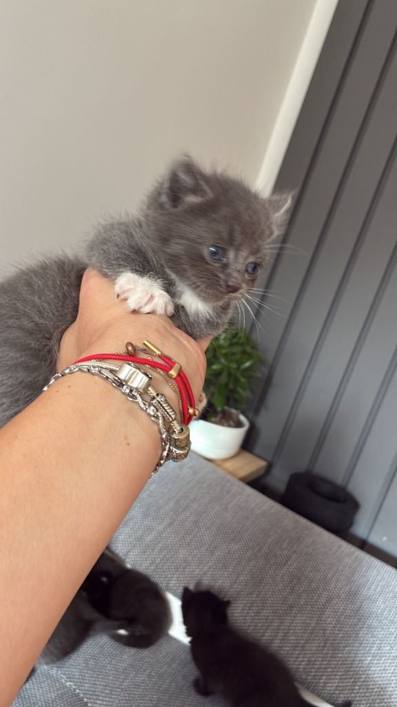 5 beautiful kittens