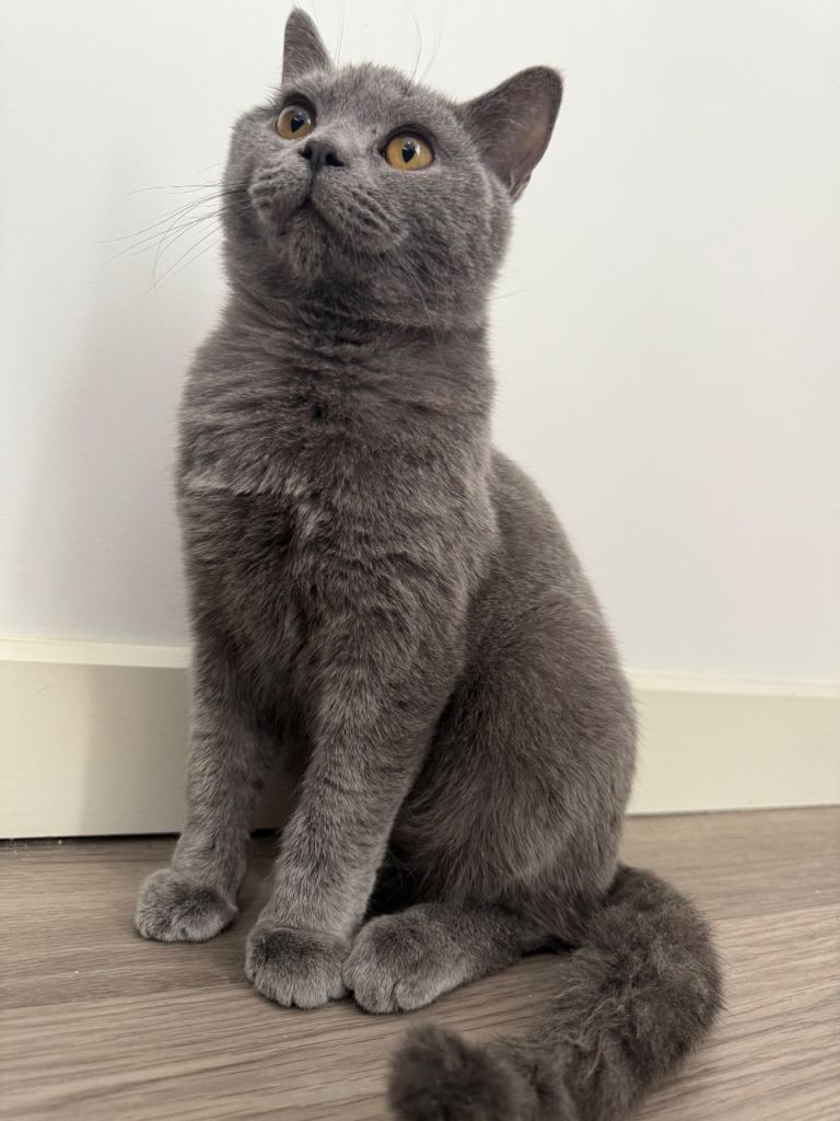 British shorthair 