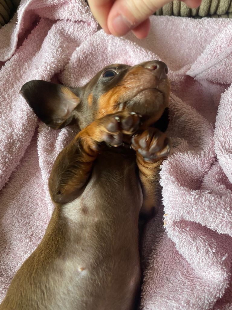 Miniature dachshund 