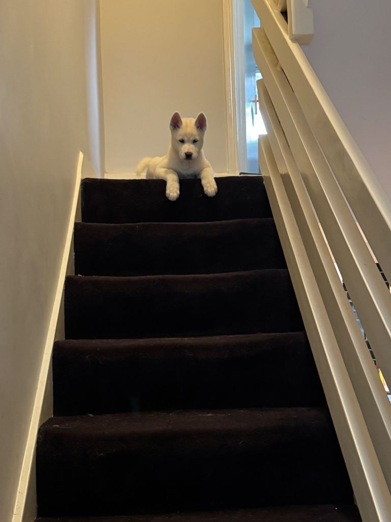 American Akita Puppies for Sale WHITE FEMALE  *** 1 Left***