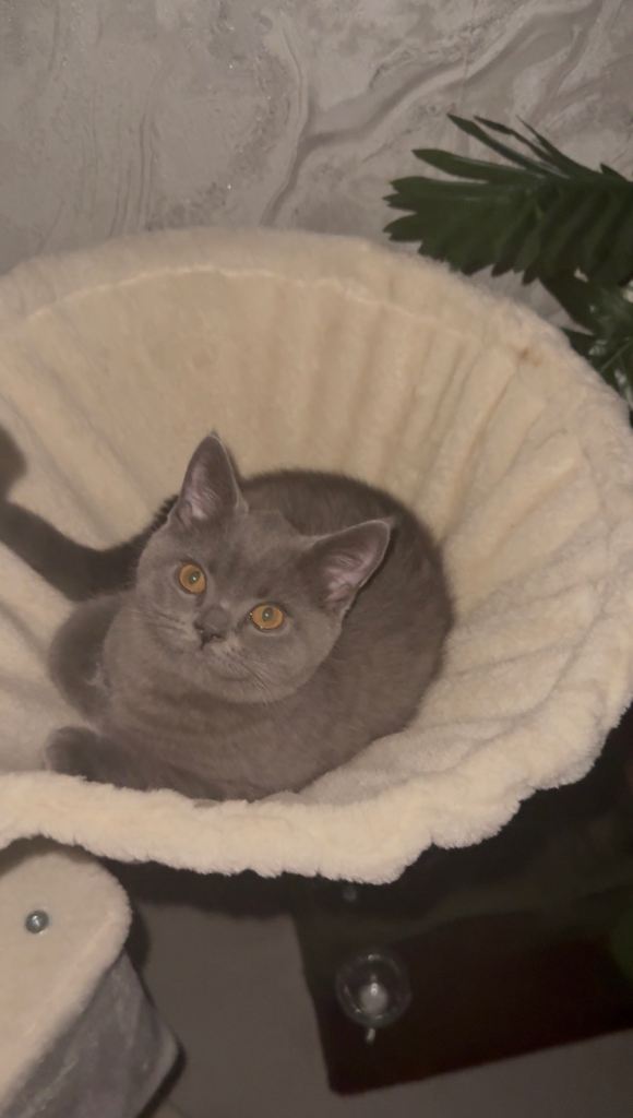 British Shorthair Male Kitten