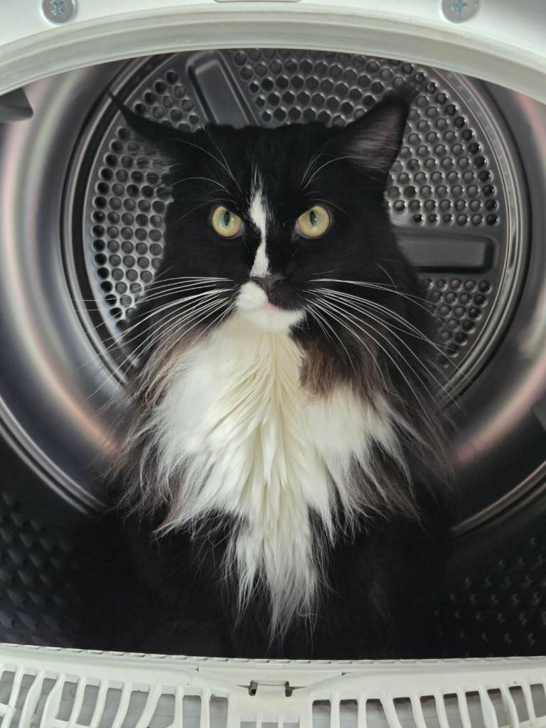 Maine coon 