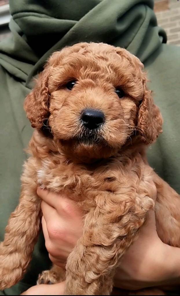 🐾 Miniature Labradoodle Puppies – 2 Boys Available 🐾