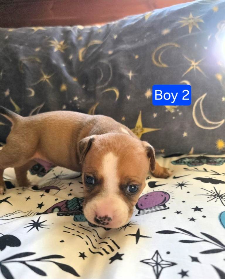 Staffordshire Bull Terrier Puppies - Female and Male