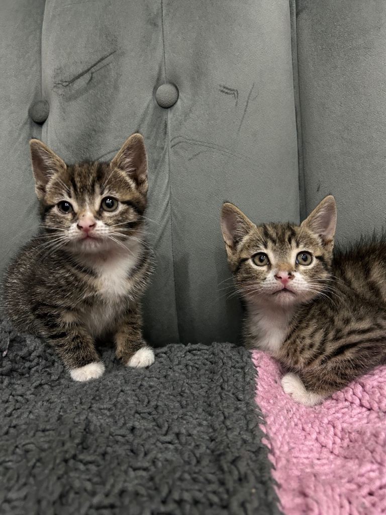 2 ADORABLE KITTENS 🐈🐈