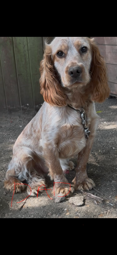 Spaniel pups 