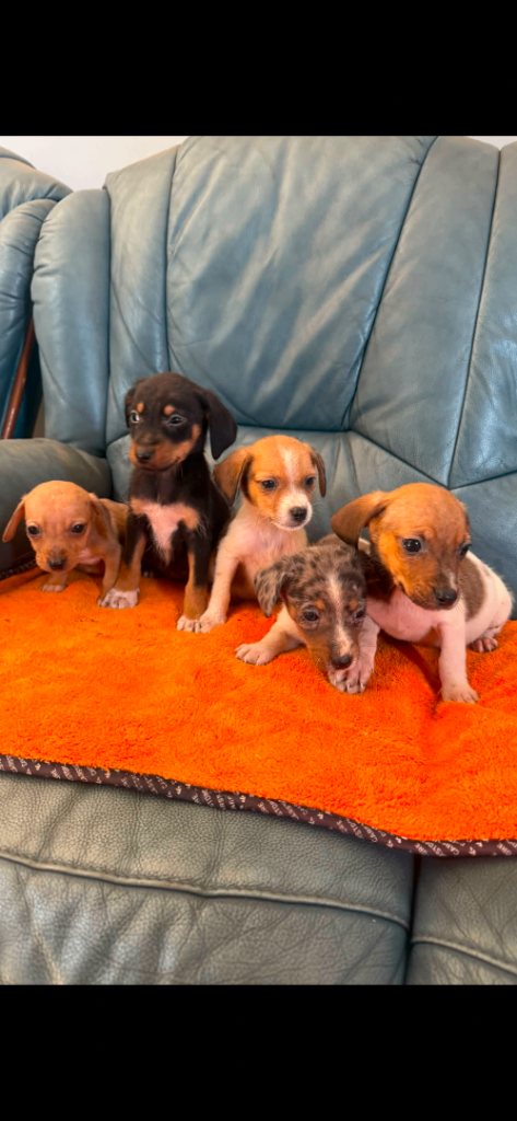 Jack Russell cross Dachshund puppies