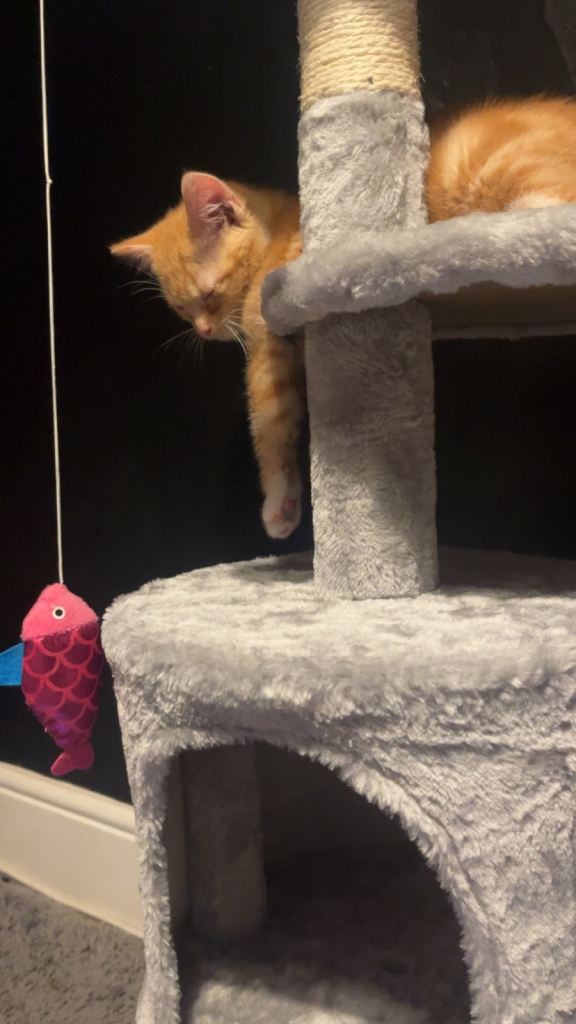 adorable ginger kitten for sale