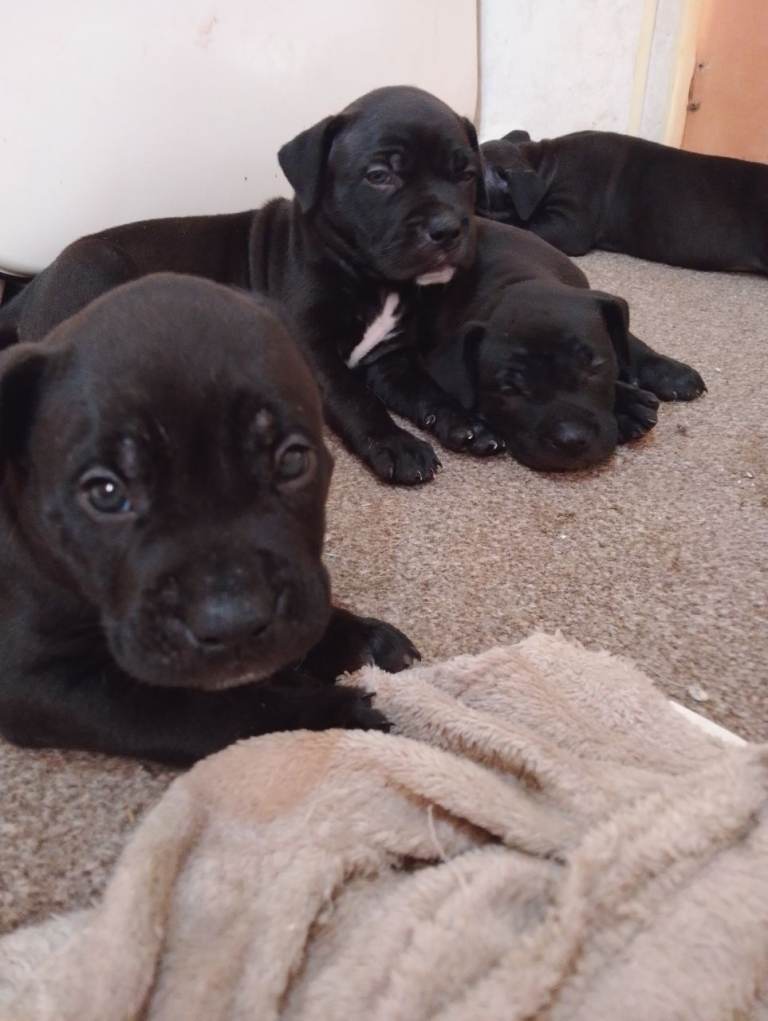(french mastiff)dogue de Bordeaux x presa canario mix puppies pups dogs litter 