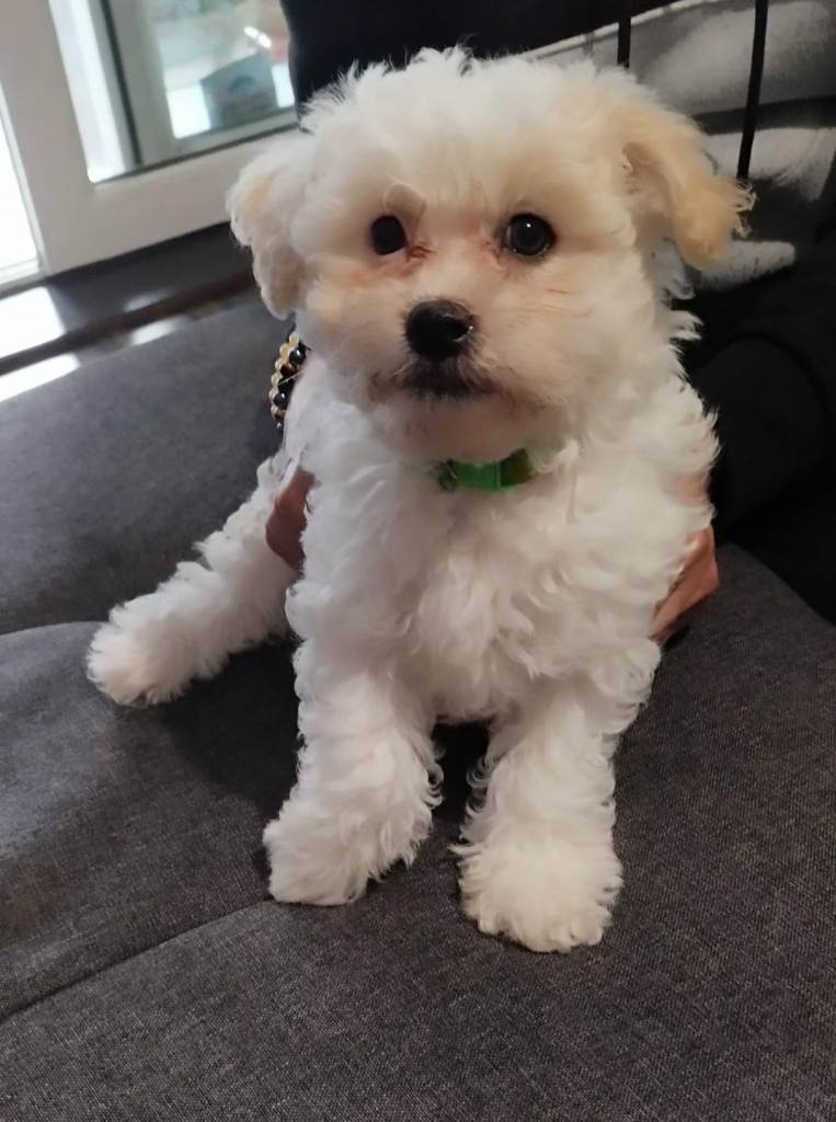 Bichon Maltese