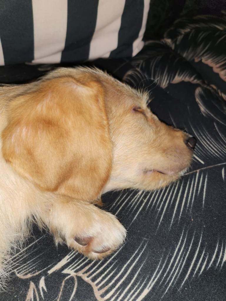 Loving Puppy