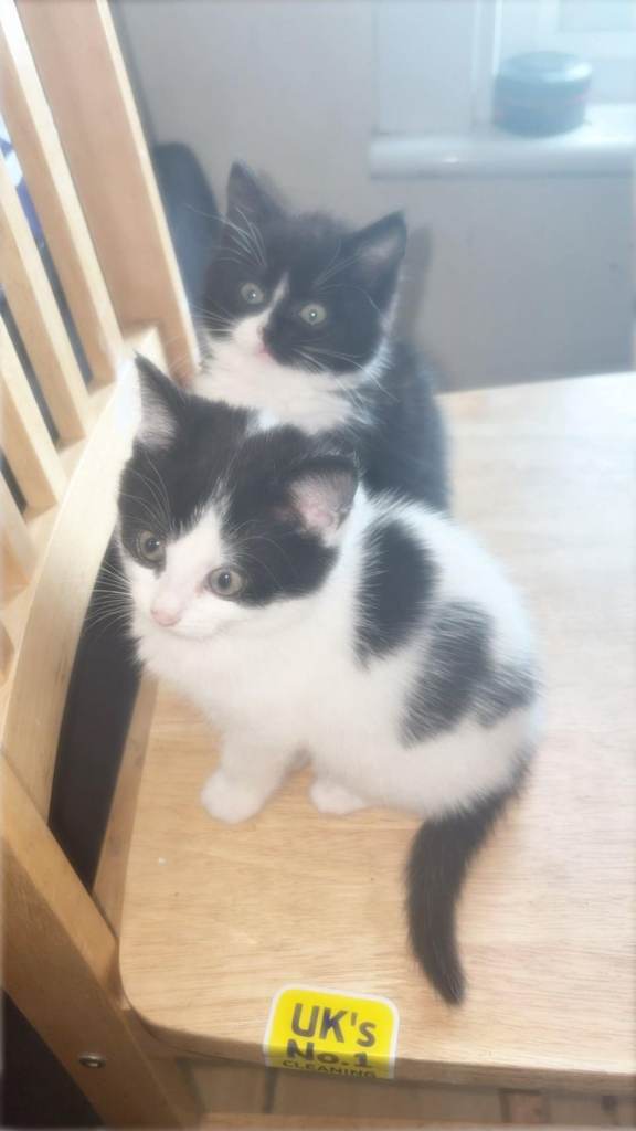 Kittens 