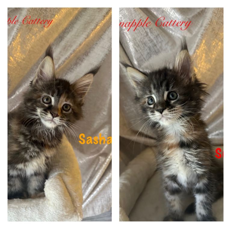 TICA Registered Full Pedigree Maine Coon Kittens