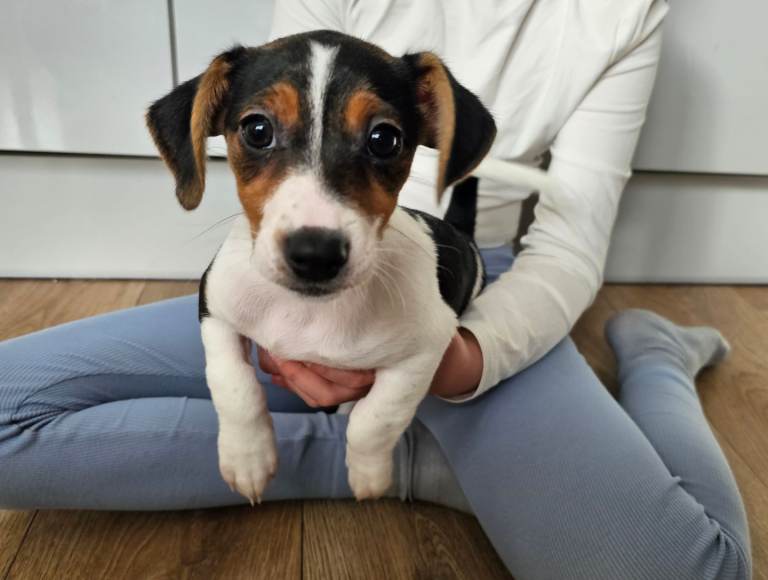Beautiful Jack Russell  Pups for Sale 🐶
