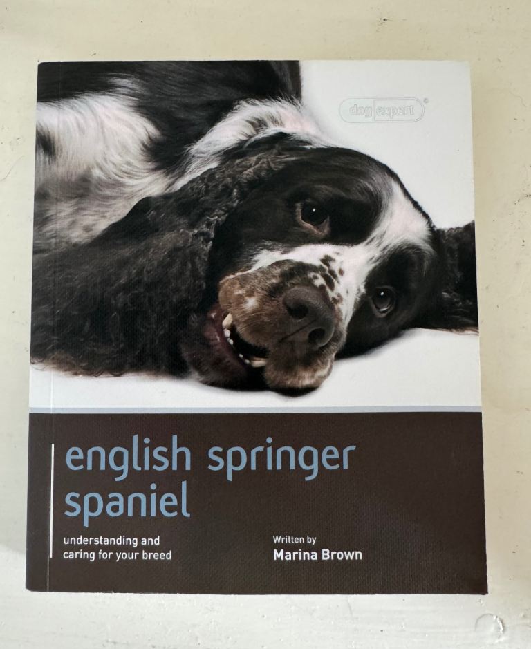 English Springer Spaniel