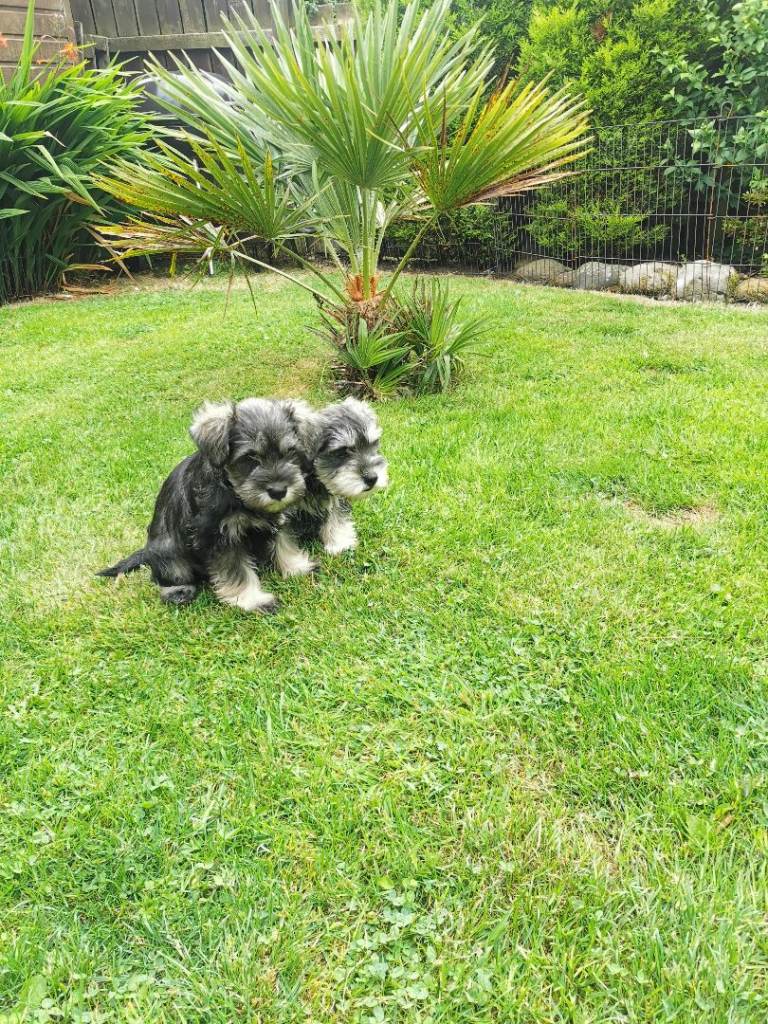 Miniature Schnauzer puppies 