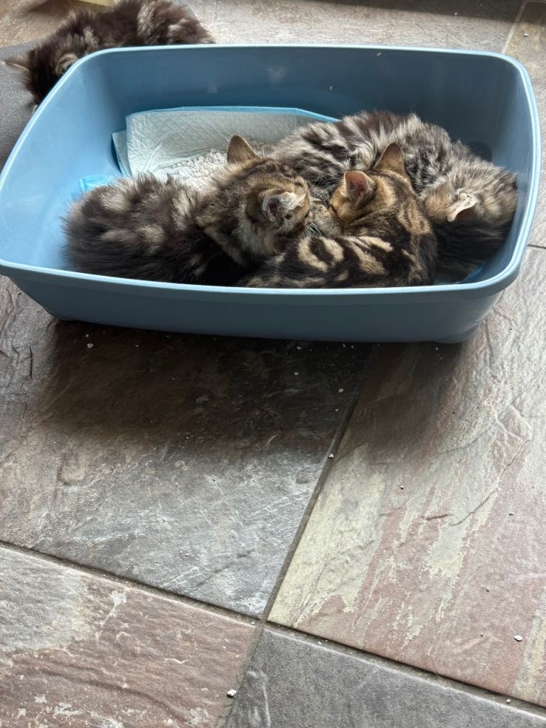 Kittens 