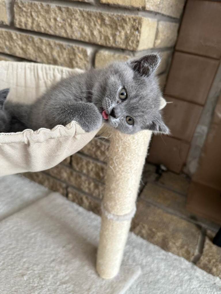 Beautiful British Shorthair kittens