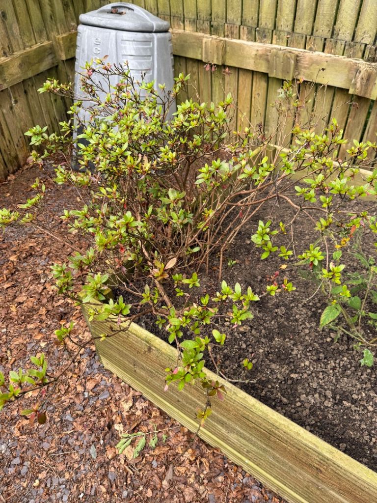 Established Azalea Bushes - Healthy Garden Plant