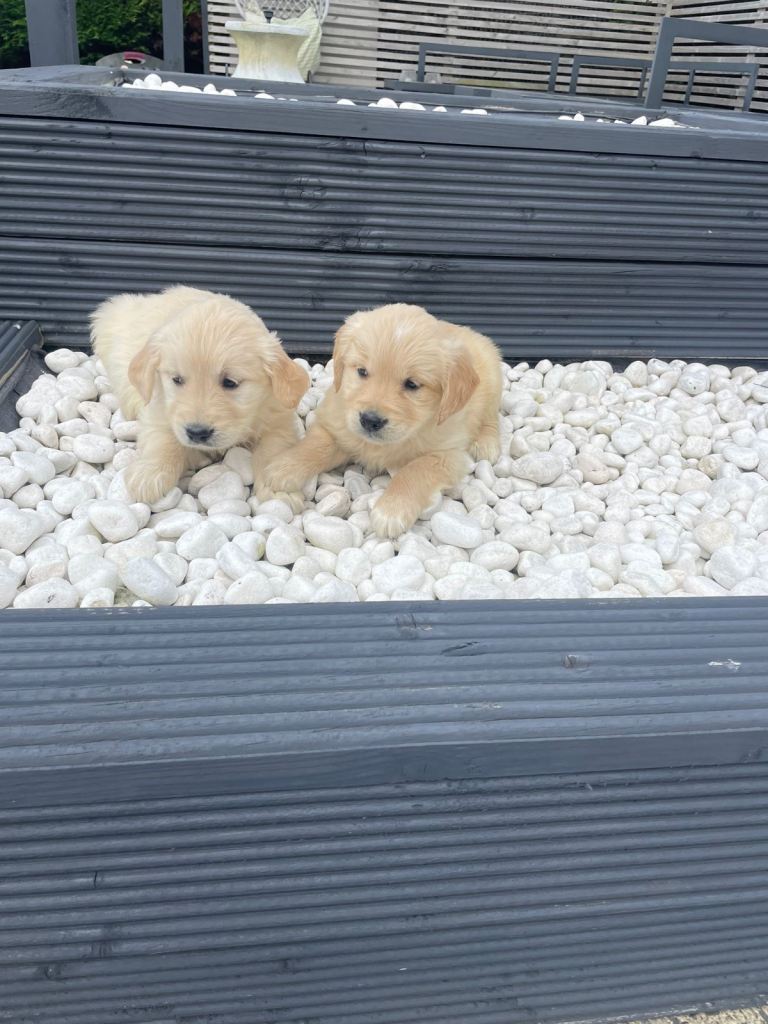 Golden Retriever puppies