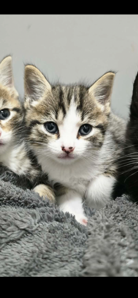 8 weeks old kittens 