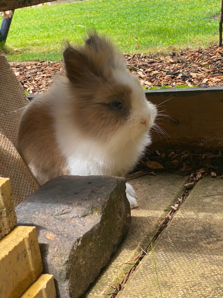 Dwarf Lionhead Boy