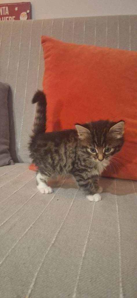 Gorgeous norwegian forest kittens