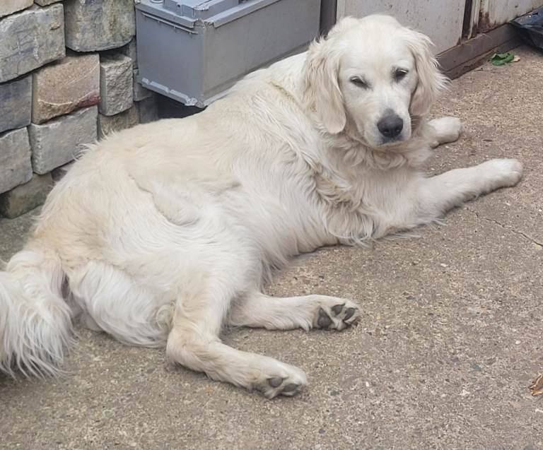 Golden retriever
