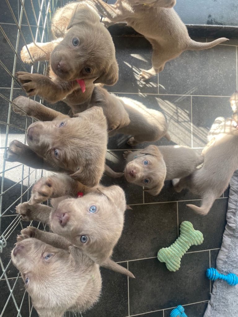 silver labrador puppies