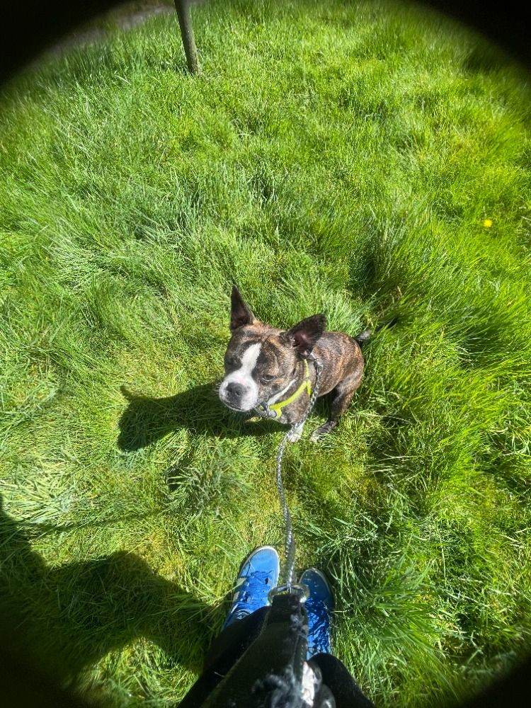 Staffordshire Bull Terrier X French Bull Dog