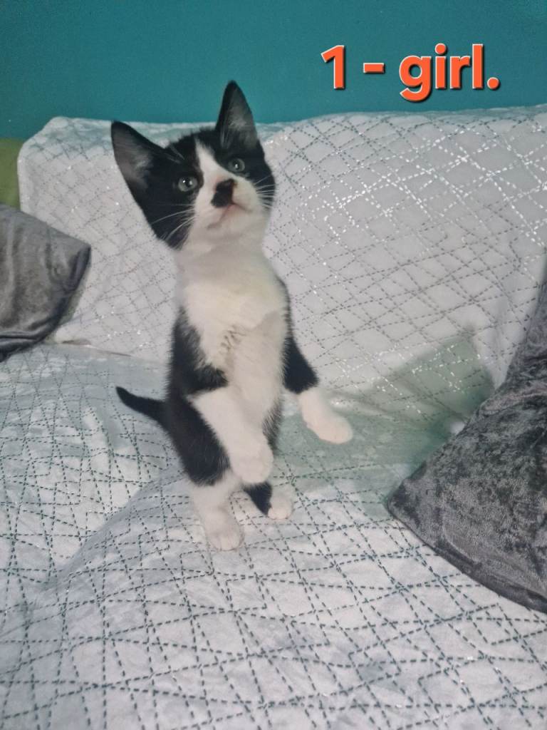 5 amazing kittens looking forever home ❤️