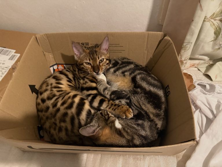 7-Month Female Bengal Mix – Playful, Friendly, Vaccinated & Litter Trained (£150)
