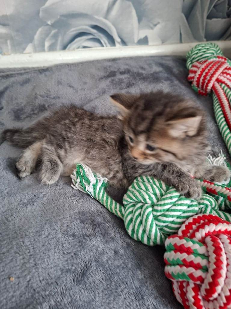 5 beautiful kittens 