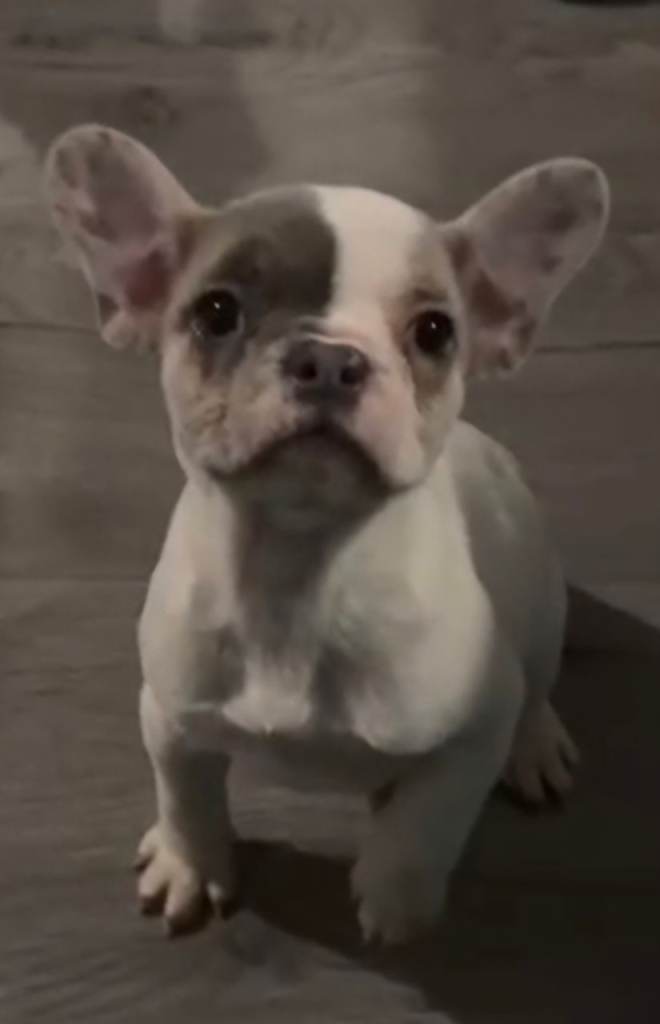 Reduced French bulldogs! Ready Now