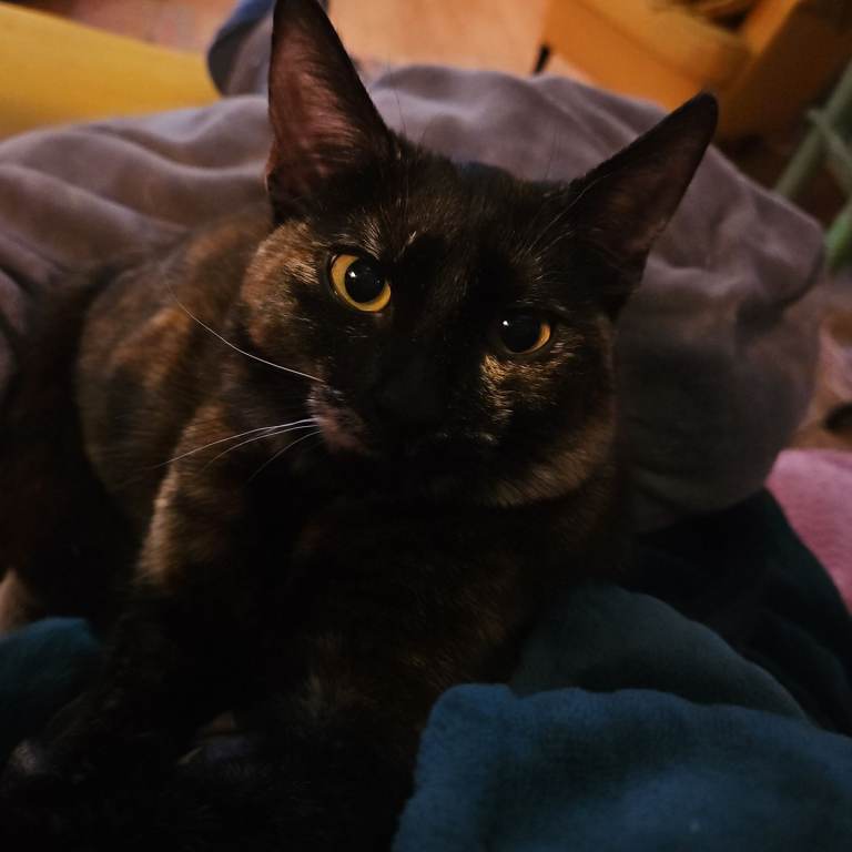 8 month old kitten for rehoming